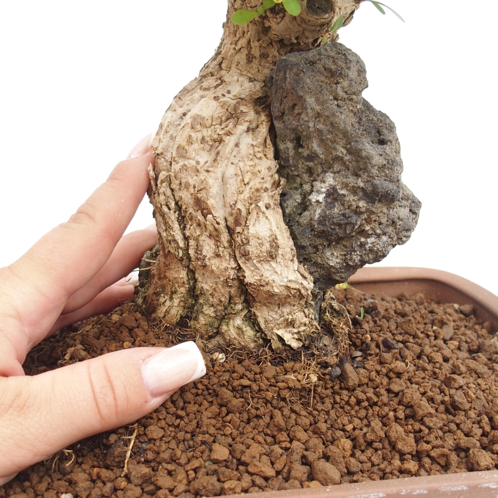 Bonsai voor buiten - Berberis coreana