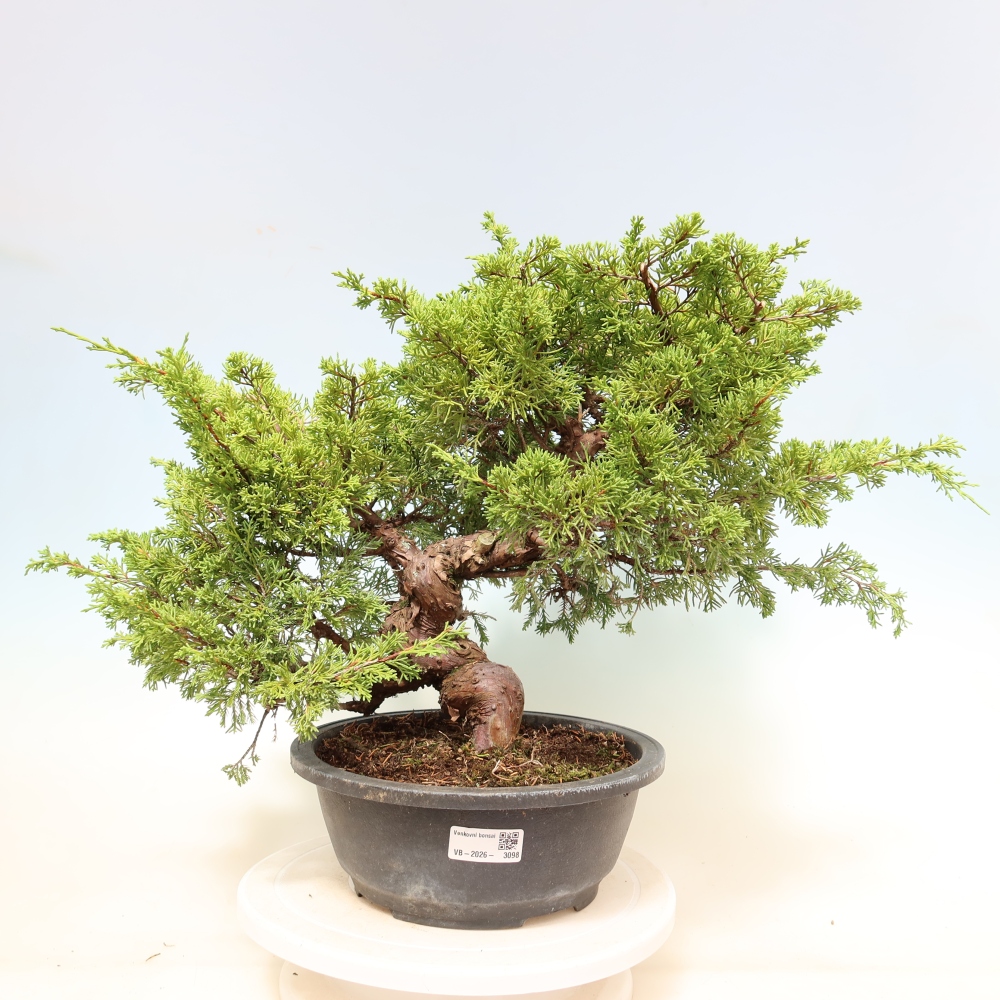 Bonsai voor buiten - Juniperus chinensis Itoigawa-Juniperus chinensis