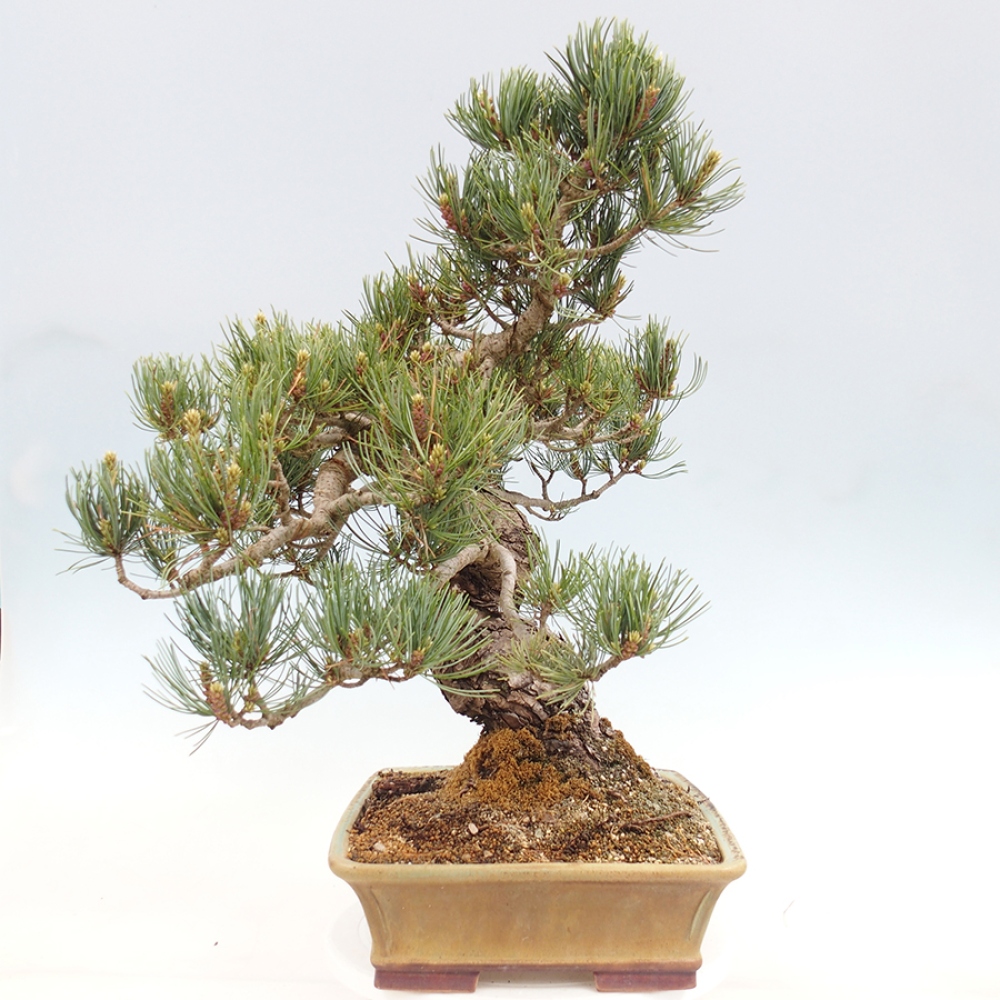 Bonsai voor buiten - Pinus parviflora - Pinus parviflora