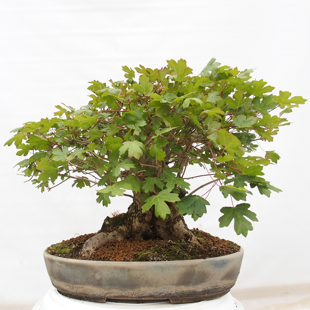 Bonsai voor buiten -Javor babyka - Acer campestre