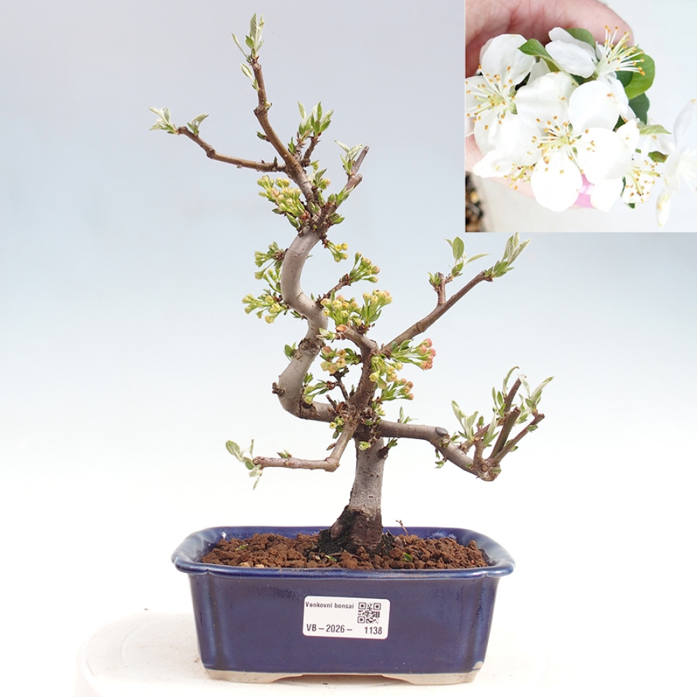 Bonsai voor buiten - Malus sargentii - Appelboom met kleine vruchten