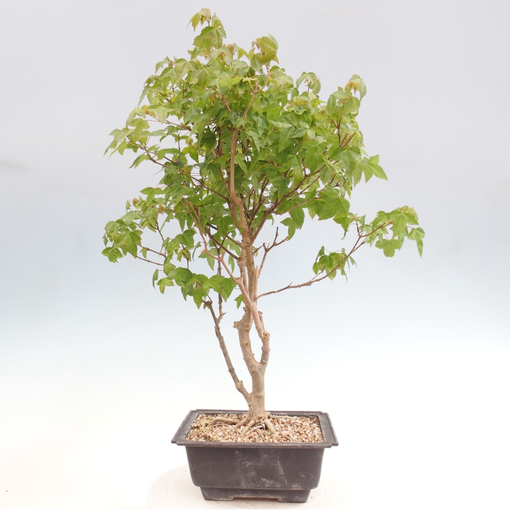 Bonsai voor buiten - Acer Buergerianum - Burgeresdoorn