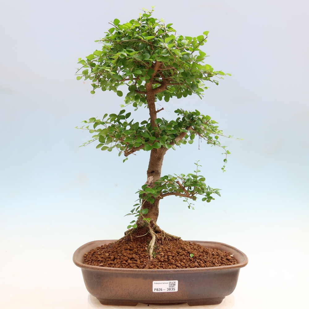 Kamerbonsai -Ligustrum retusa - kleinbladige vogelbek