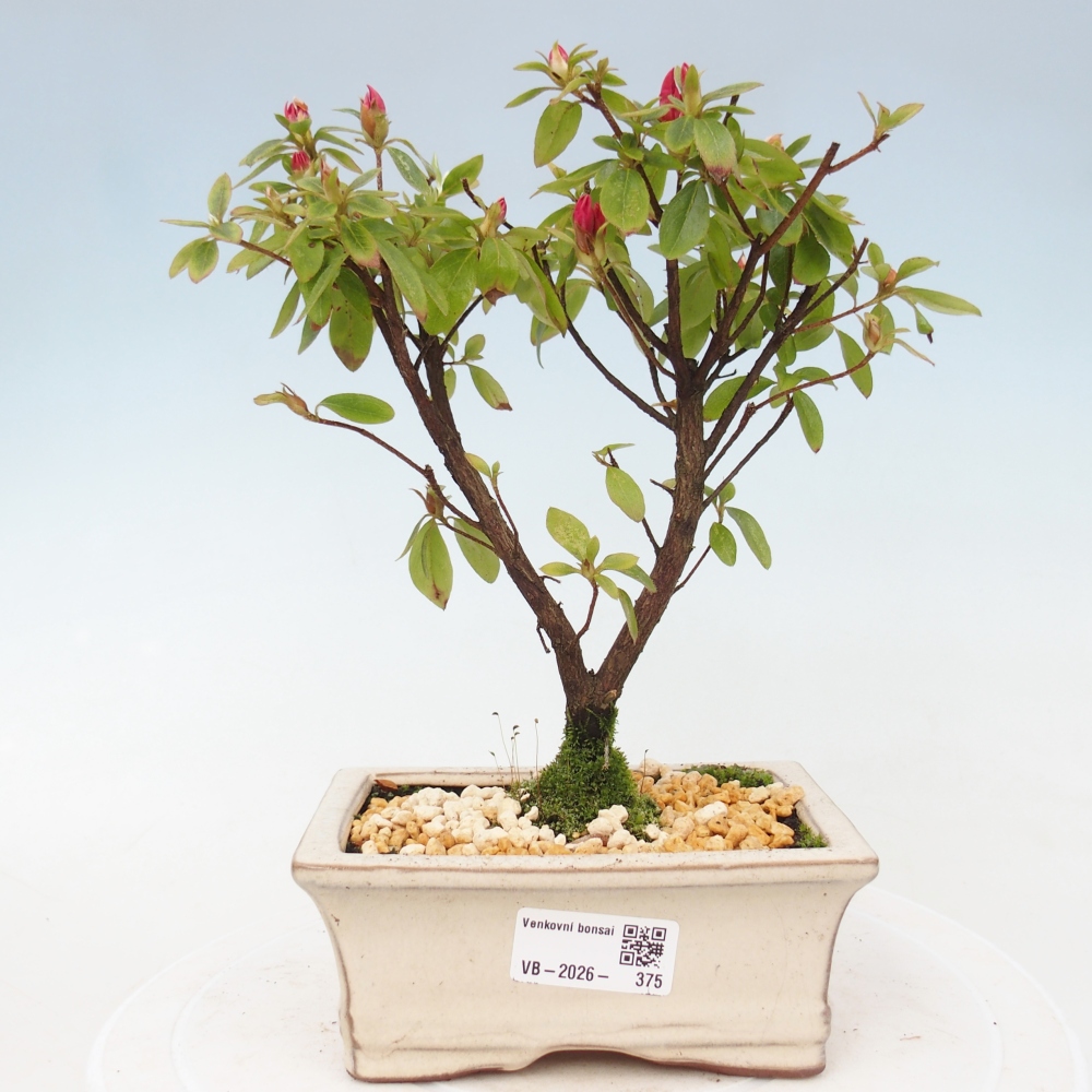 Bonsai voor buiten - Japanse azalea - Azalea sp.