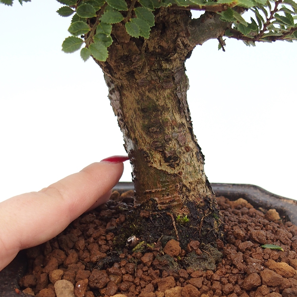 Bonsai voor buiten - Ulmus parvifolia Hokkaido - Chinese iep