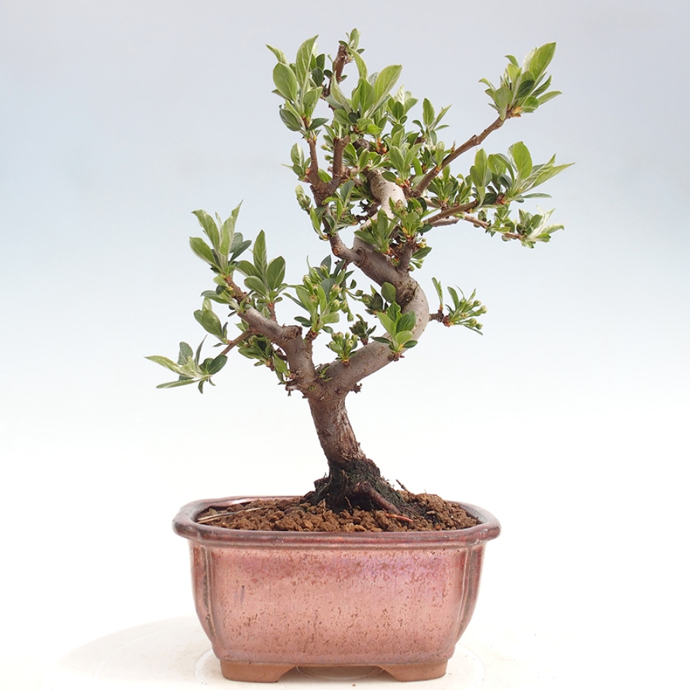 Bonsai voor buiten - Malus sargentii - Appelboom met kleine vruchten