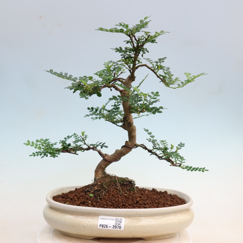 Kamerbonsai - Zantoxylum piperitum - peperboom
