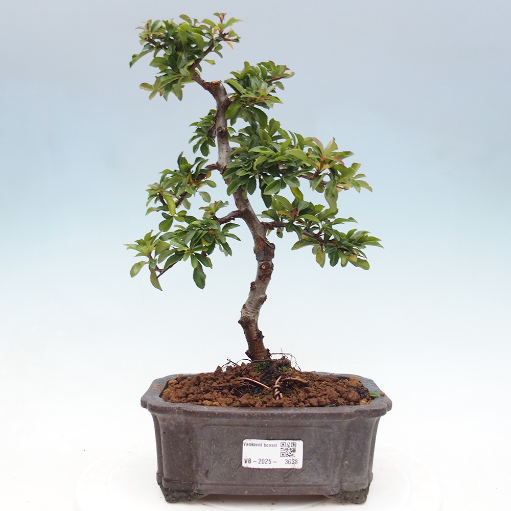 Bonsai-Pyracantha Teton voor buiten -Hlox