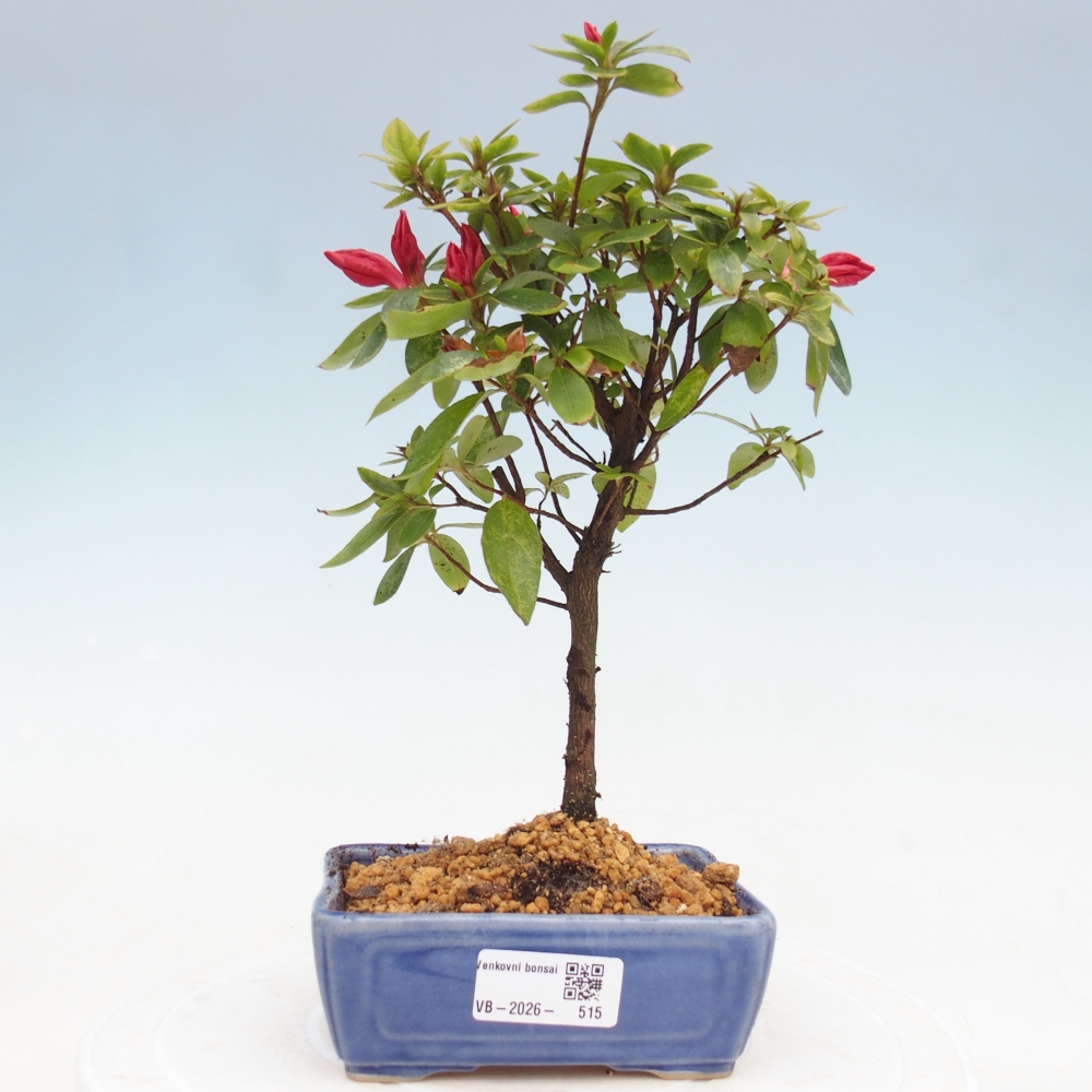 Bonsai voor buiten - Japanse azalea - Azalea sp.