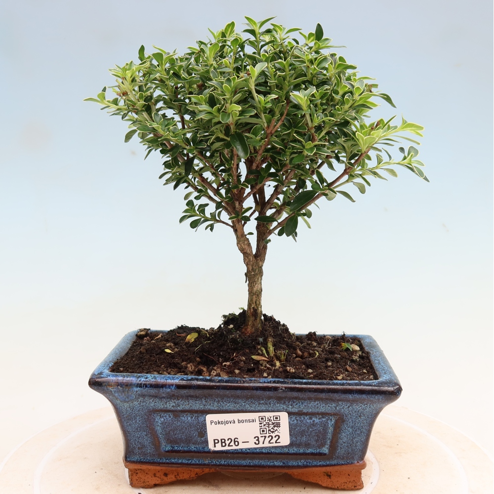 Kamerbonsai - Serissa foetida Variegata - Boom van duizend sterren