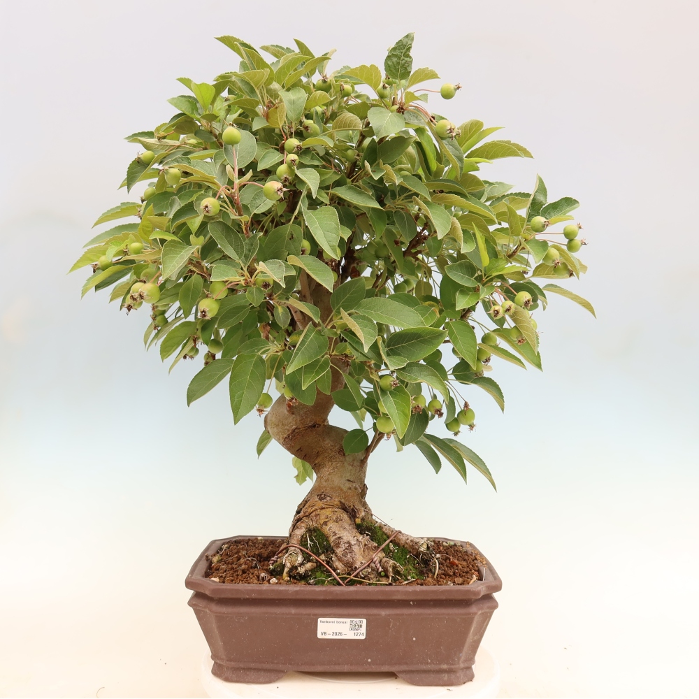 Bonsai voor buiten -Malus halliana - Appelboom met kleine vruchten