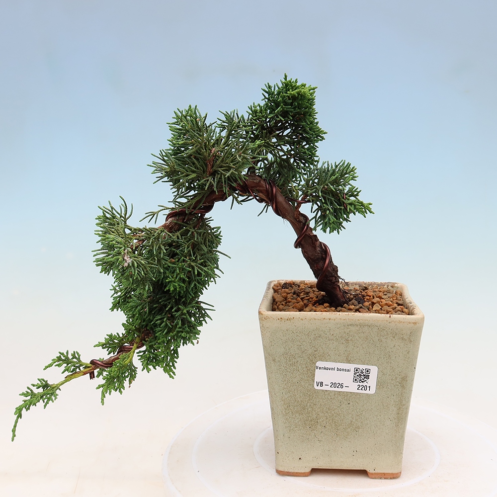 Bonsai voor buiten - Juniperus chinensis Kishu