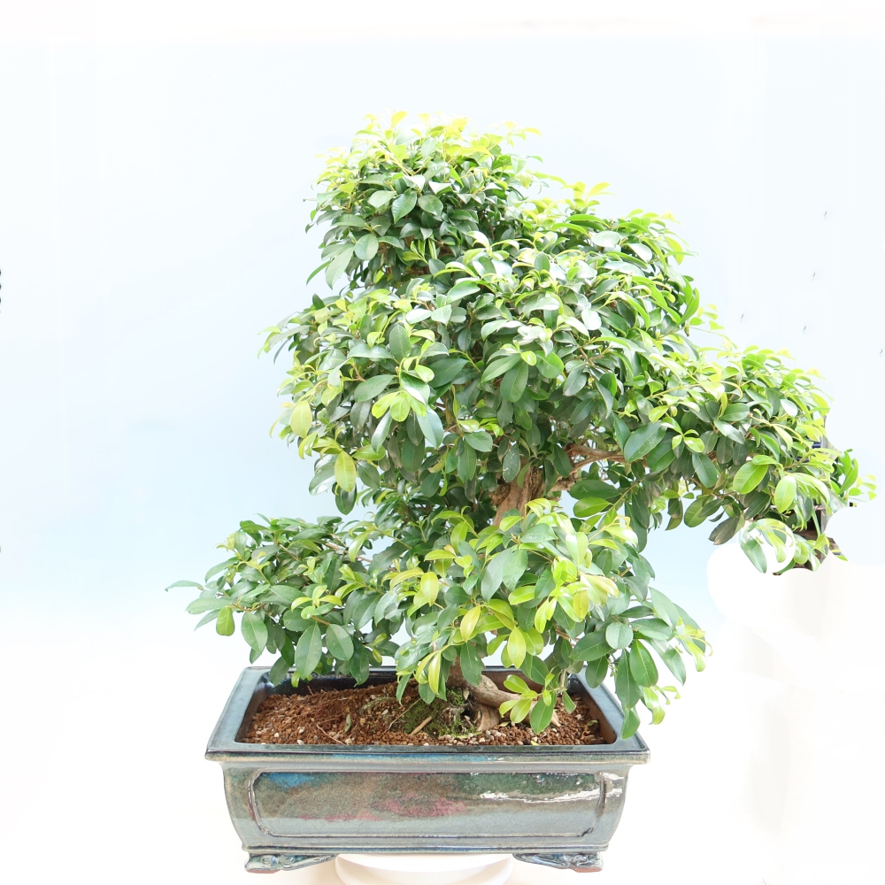 Kamerbonsai - Australische kers - Eugenia uniflora