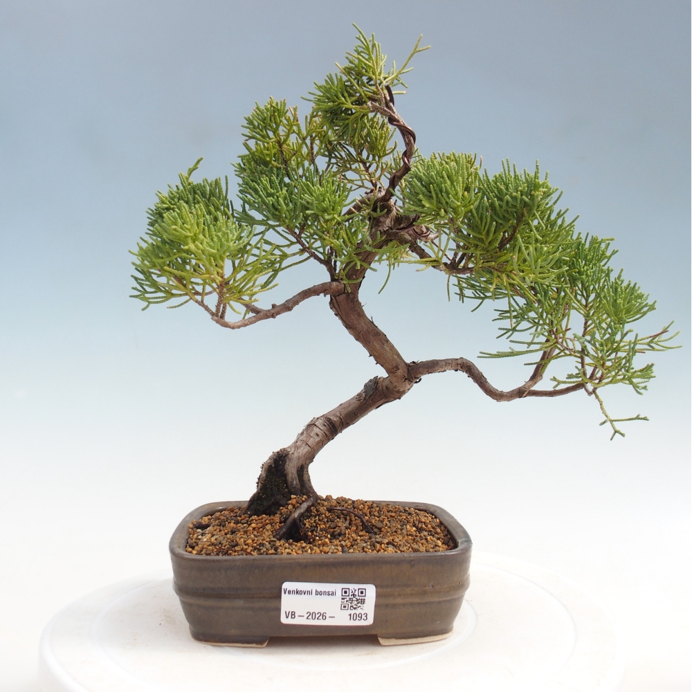 Bonsai voor buiten - Juniperus chinensis Kishu