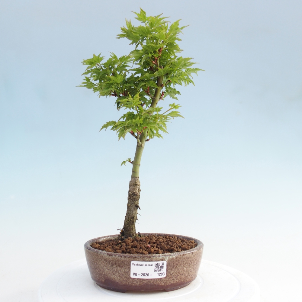 Bonsai voor buiten -Javor palm Acer palmatum Shishigashira