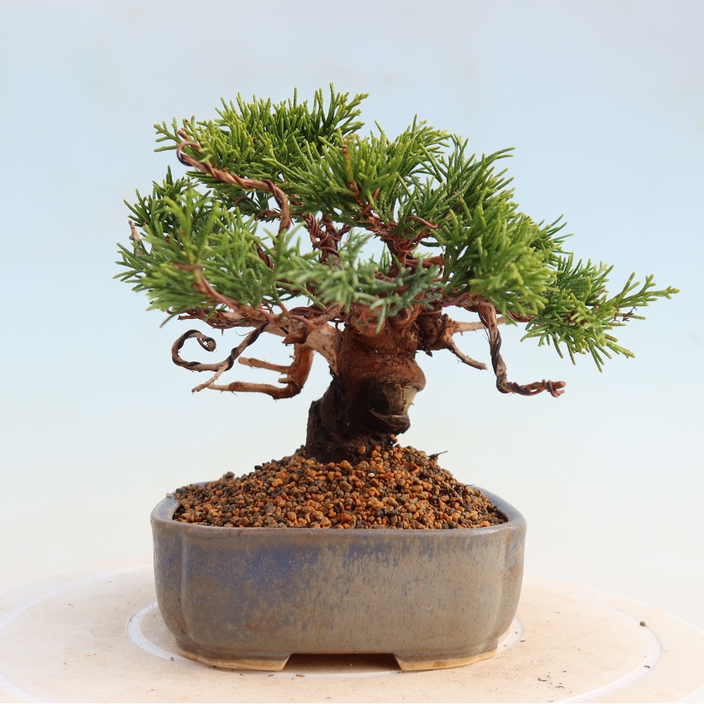 Bonsai voor buiten - Juniperus chinensis Itoigawa