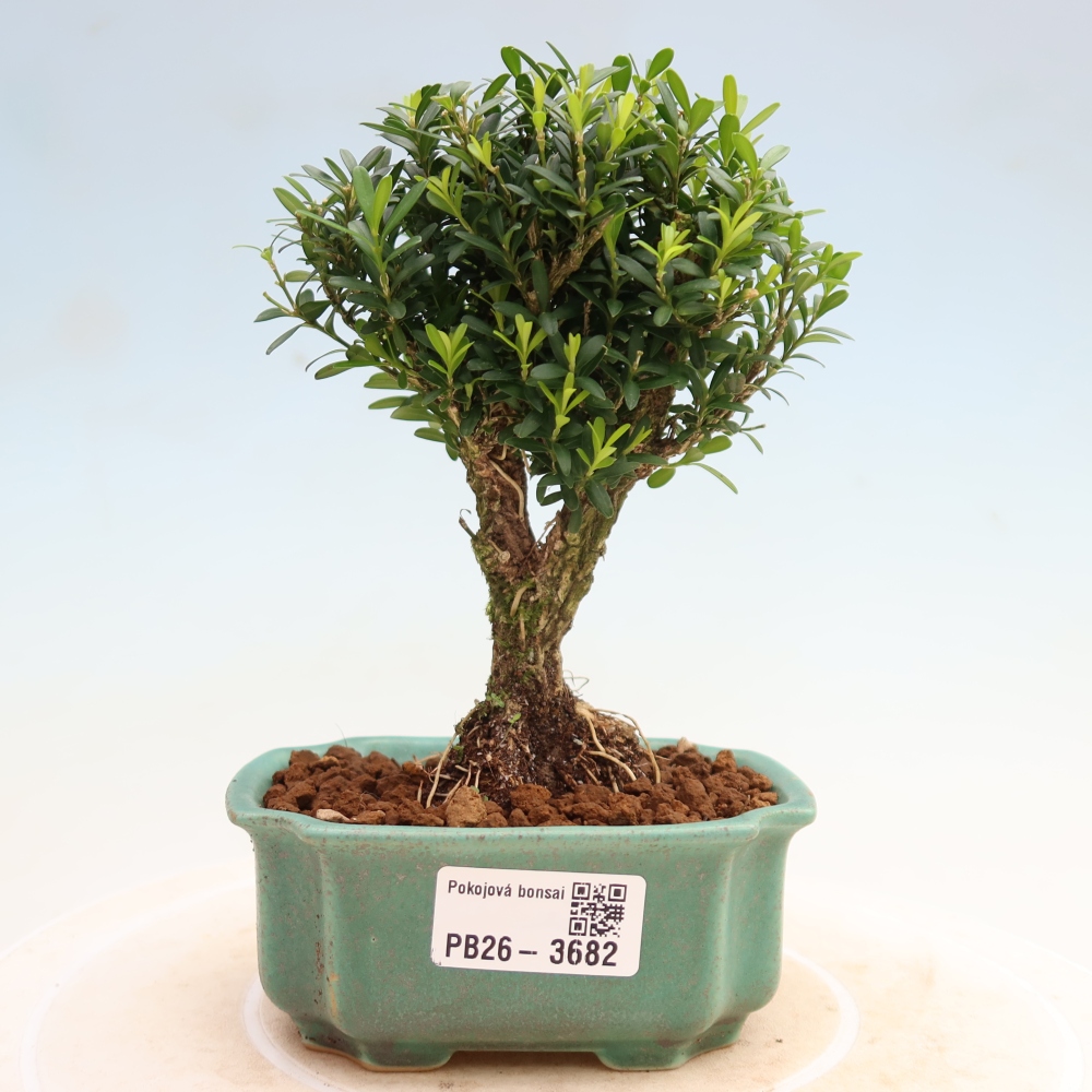 Kamerbonsai - Buxus harlandii - kurk buxus