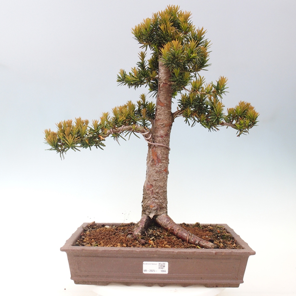 Bonsai voor buiten - Taxus cuspidata - Japanse Taxus