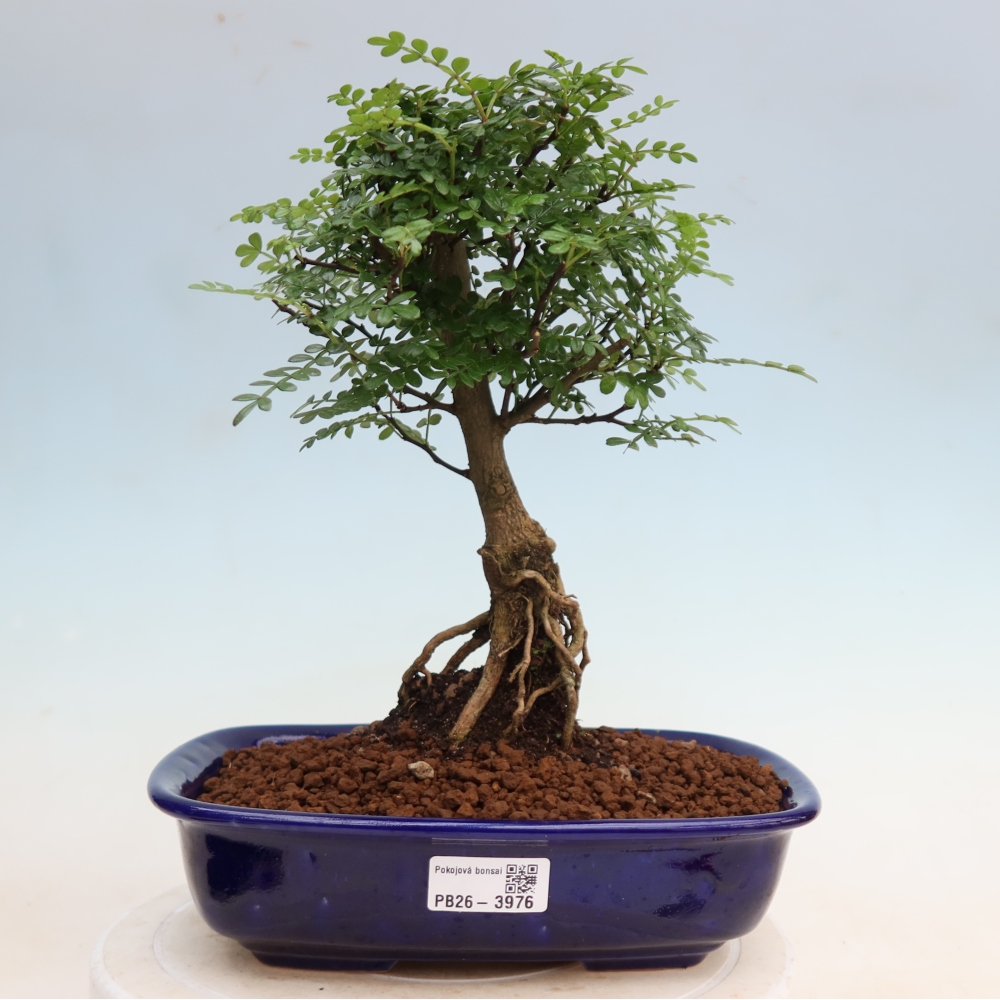 Kamerbonsai - Zantoxylum piperitum - peperboom