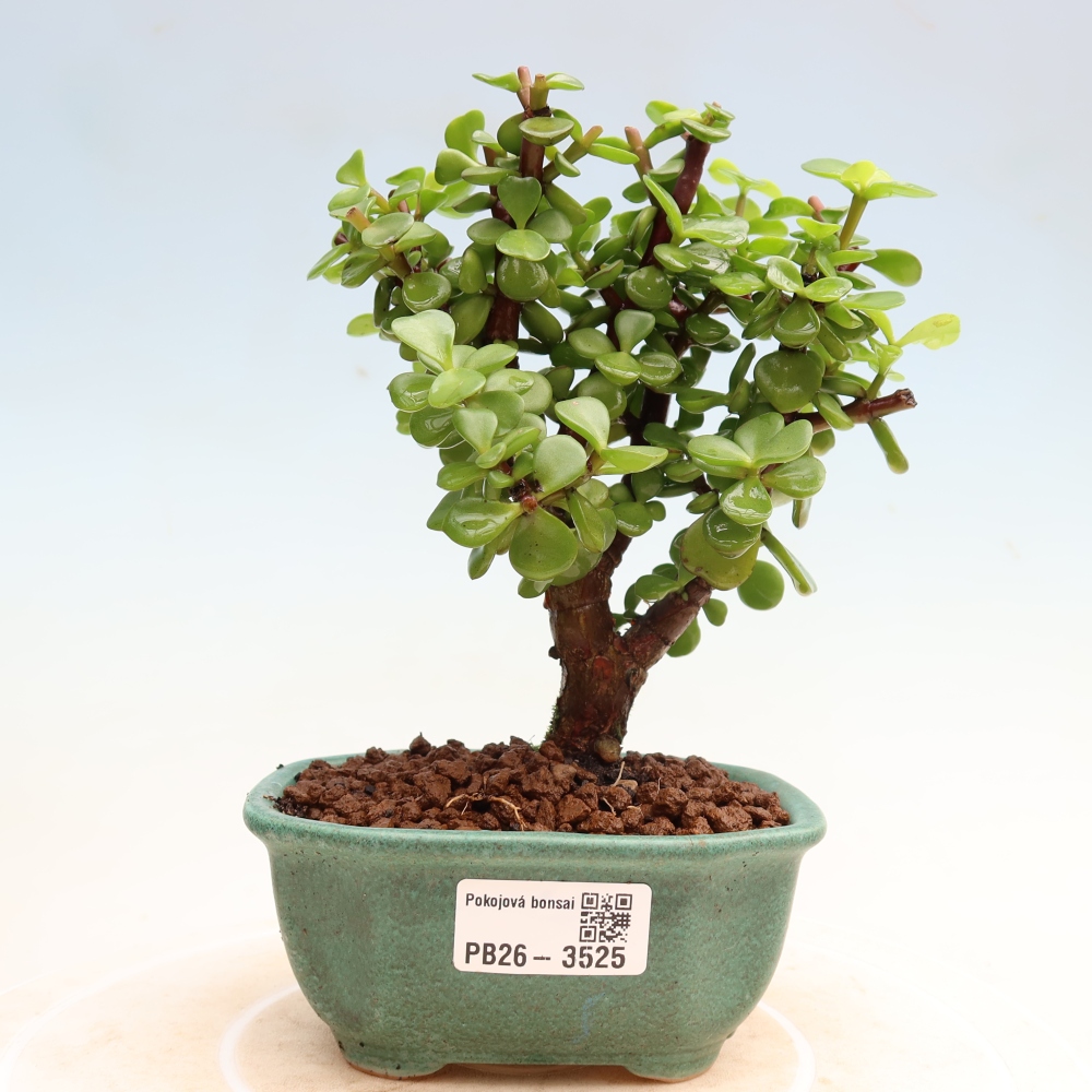 Kamerbonsai - Portulakaria Afra - Tlustice