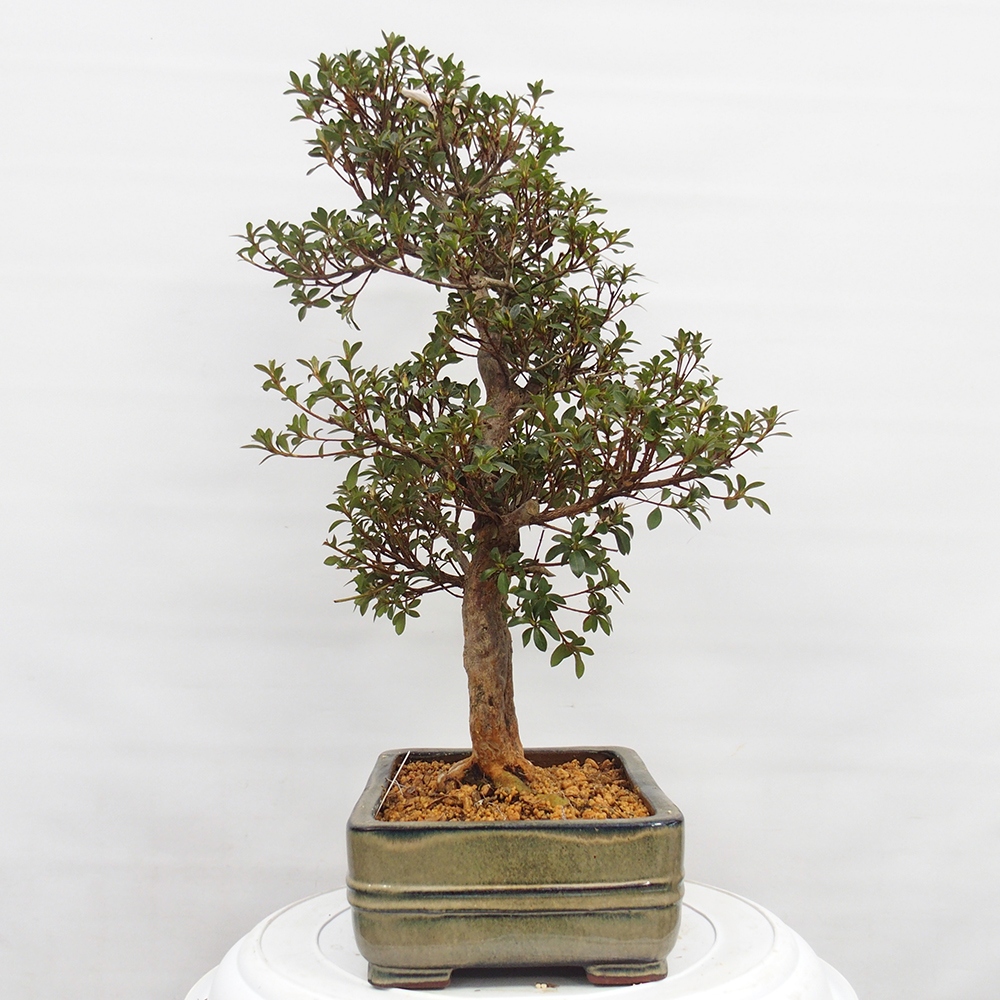 Bonsai voor buiten - Japanse Azalea - Azalea Hanatsuzuri