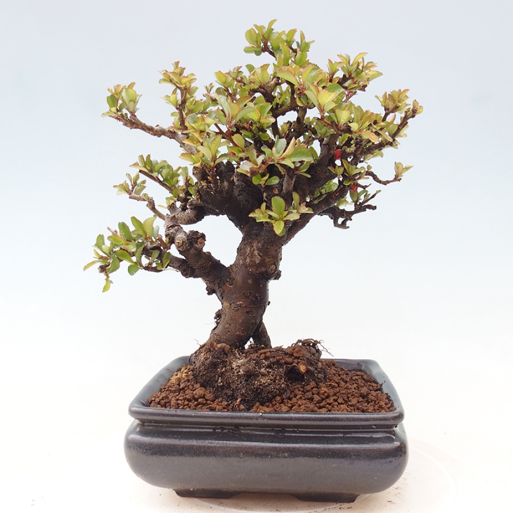 Bonsai voor buiten - Chaneomeles speciosa - Kweepeer