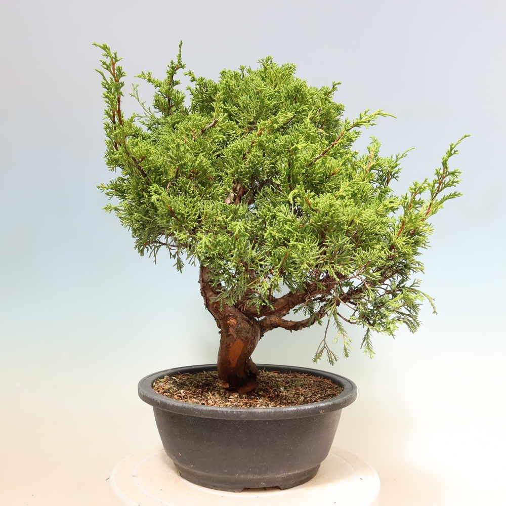 Bonsai voor buiten - Juniperus chinensis Itoigawa-Juniperus chinensis