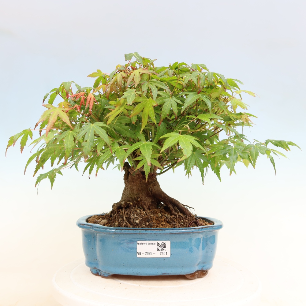 Bonsai voor buiten - Esdoorn Burger - Acer Burgerianum