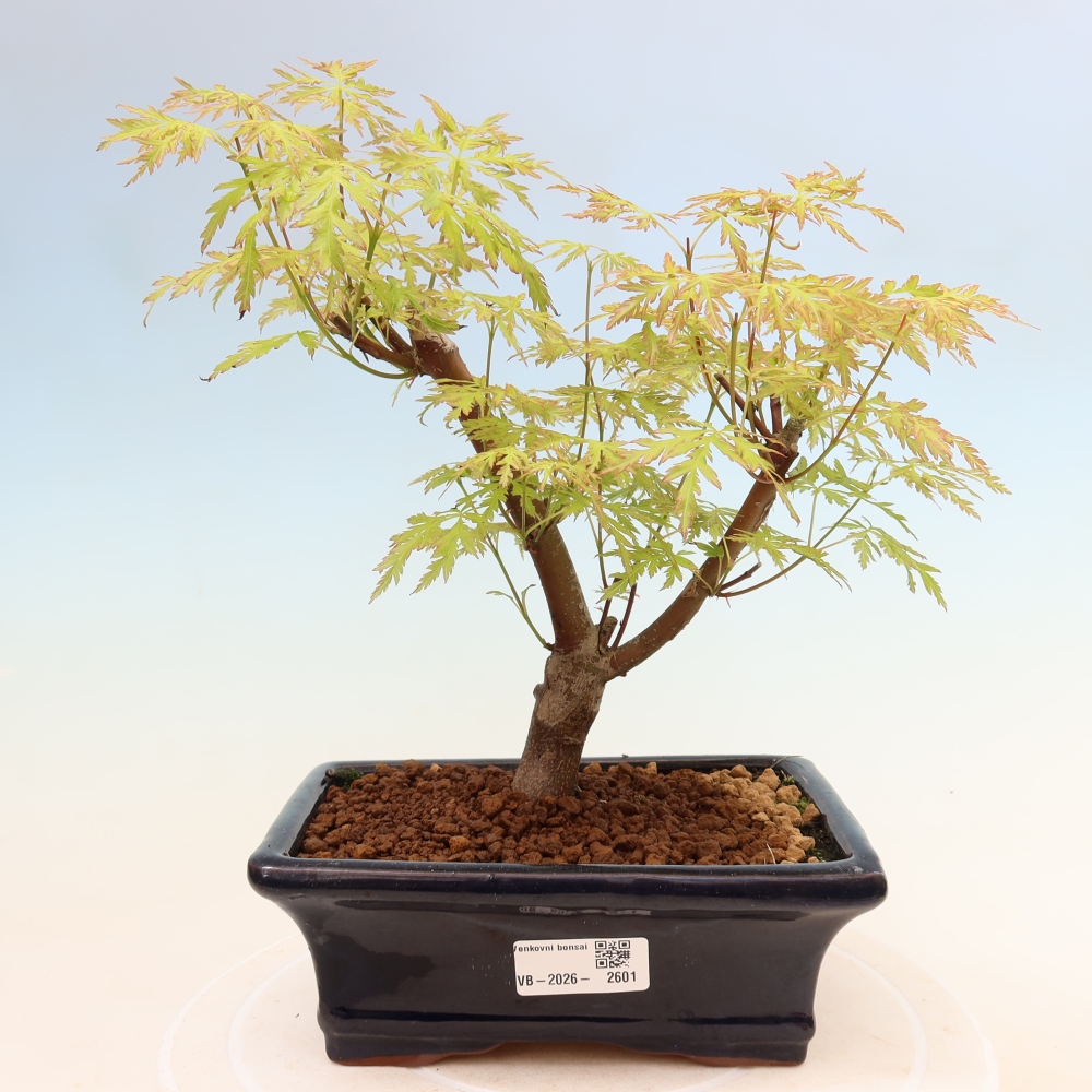 Bonsai voor buiten - Acer palmatum Dissectum