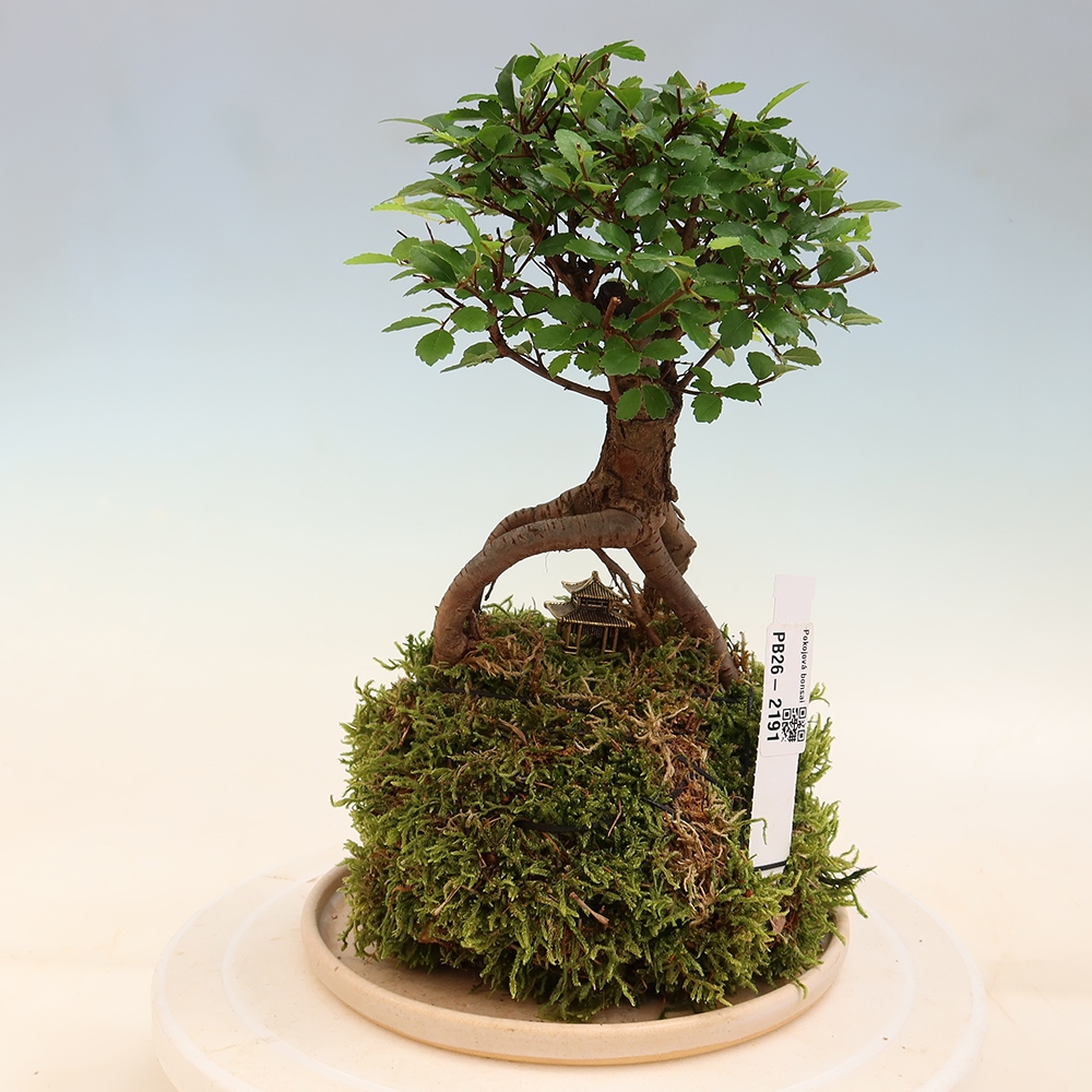 Kokedama met schaal – Ulmus parvifolia – kleinbladige iep