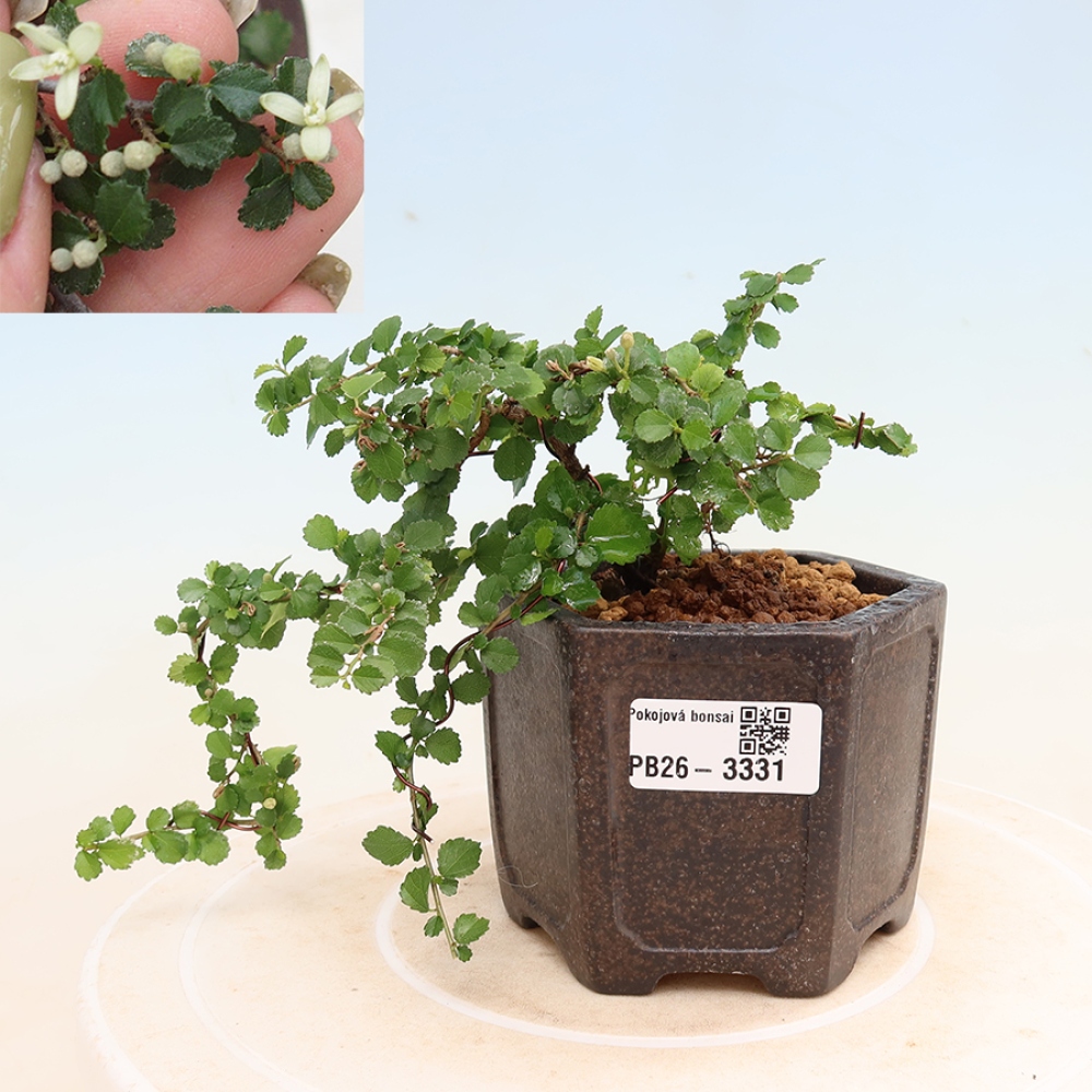 Kamerbonsai - Grewia sp. - Grewia malafolia