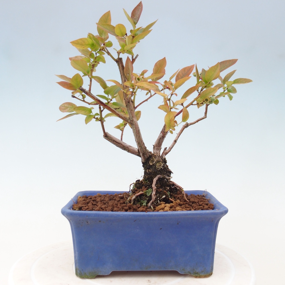 Bonsai voor buiten - Canadese bosbes - Vaccinium corymbosum