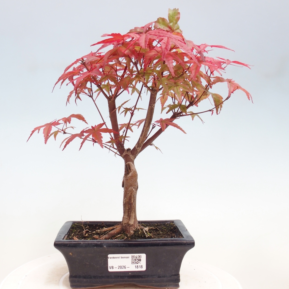 Bonsai voor buiten - Acer palmatum DESHOJO
