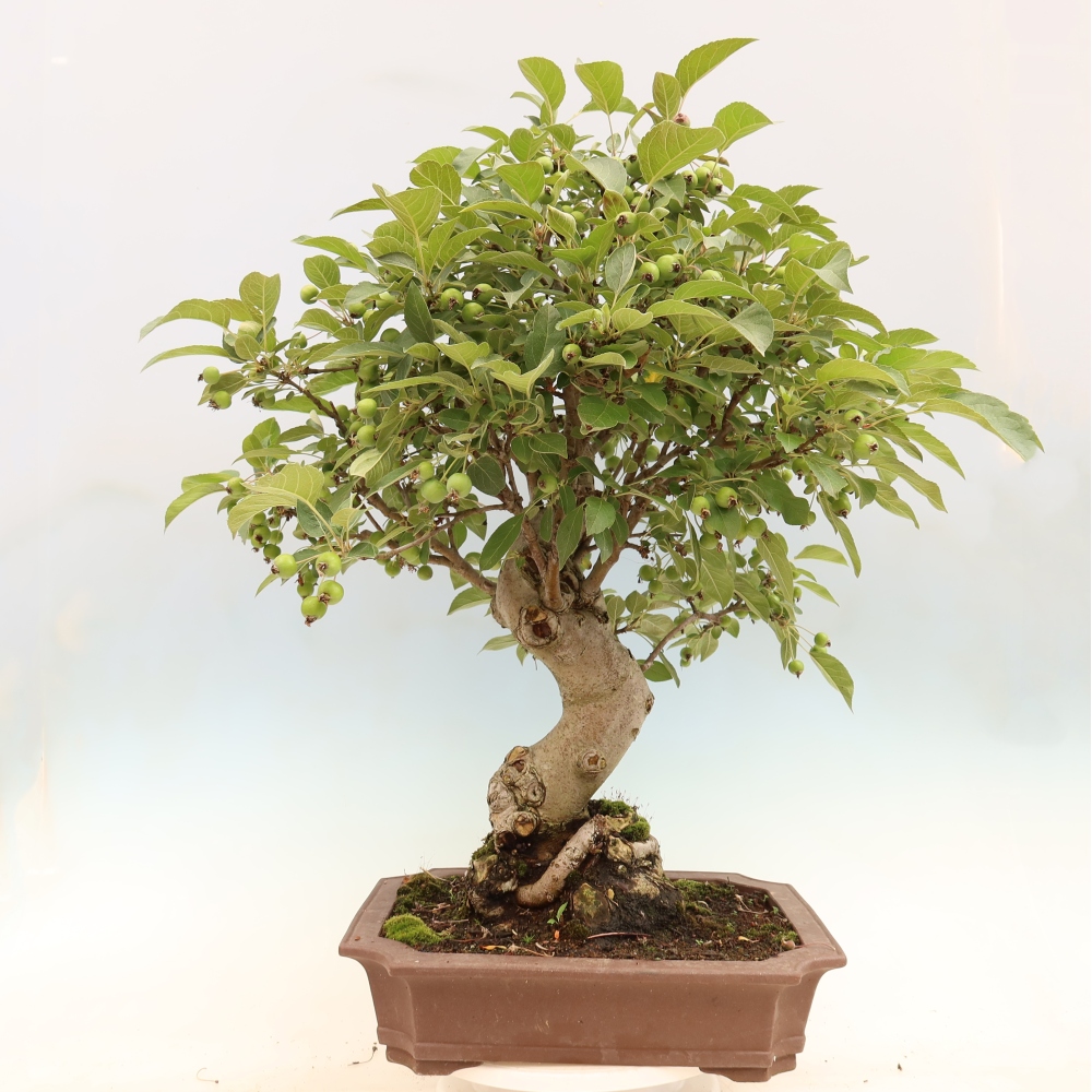 Bonsai voor buiten -Malus halliana - Appelboom met kleine vruchten