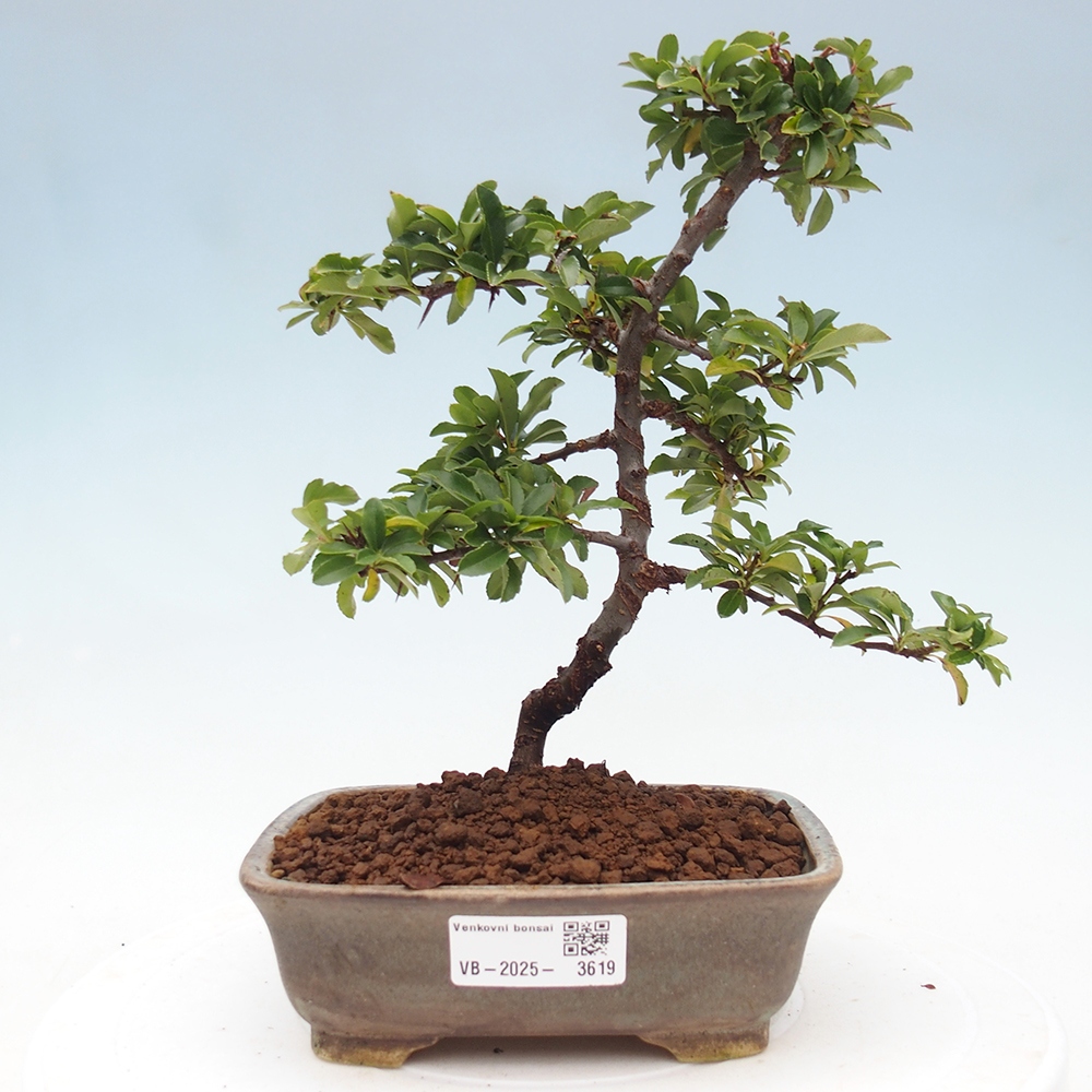Bonsai-Pyracantha Teton voor buiten -Hlox
