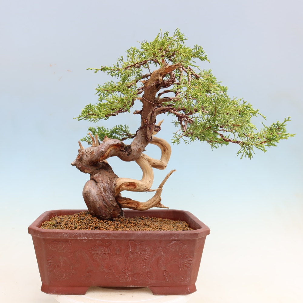 Bonsai voor buiten - Juniperus chinensis Itoigawa-Juniperus chinensis