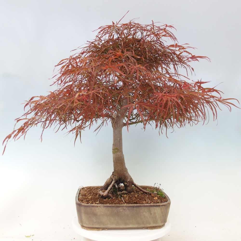 Bonsai voor buiten - Acer palmatum RED PYGMY
