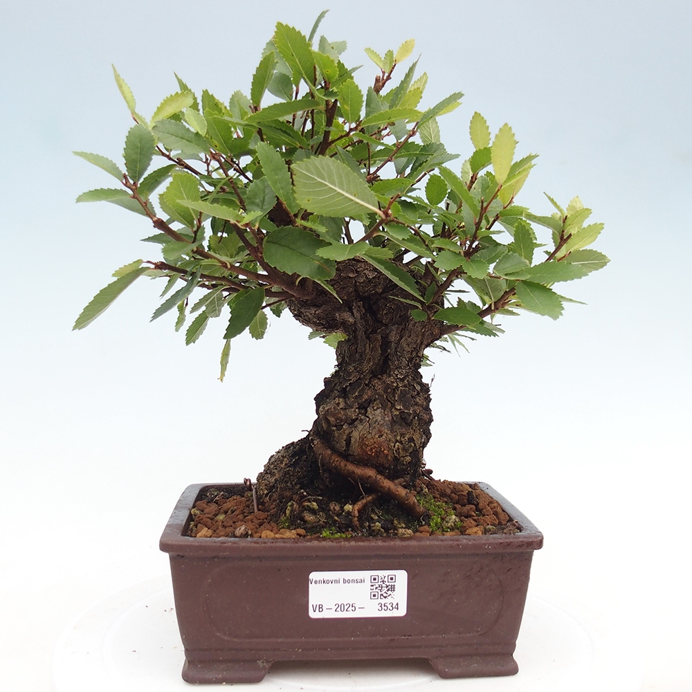 Bonsai voor buiten - Zelkova - Zelkova NIRE