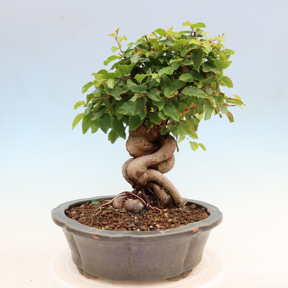 Bonsai voor buiten -Carpinus Coreana - Koreaanse haagbeuk