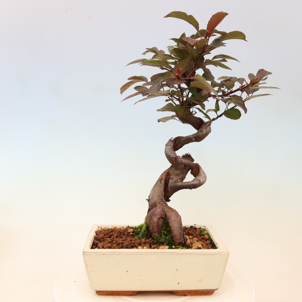 Bonsai voor buiten -Malus domestica - Roodbladige appelboom met kleine vruchten