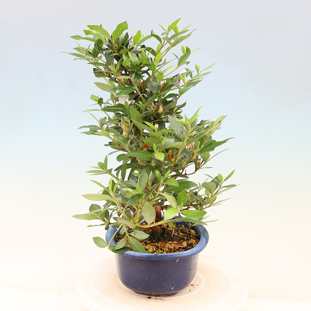 Bonsai voor buiten - Japanse Azalea - Azalea Shinsei