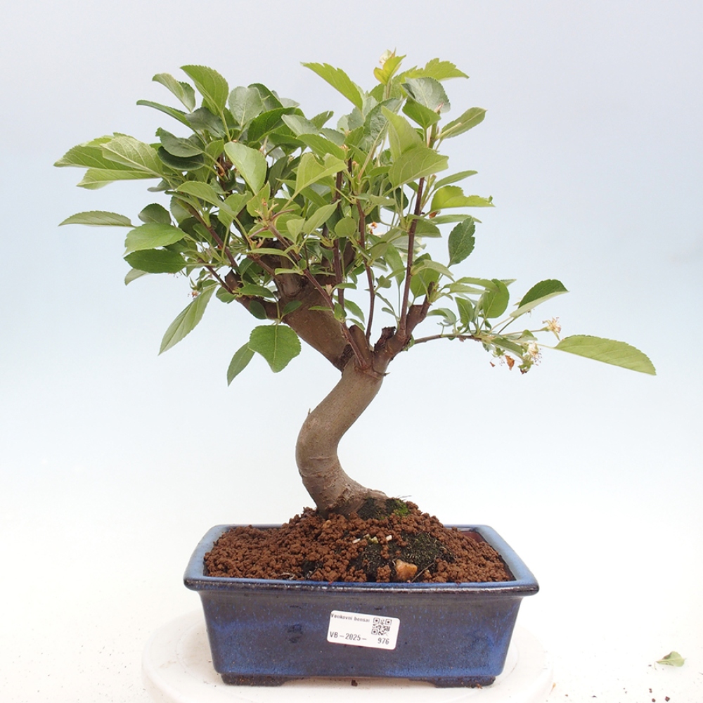 Bonsai voor buiten -Malus halliana - Appelboom met kleine vruchten