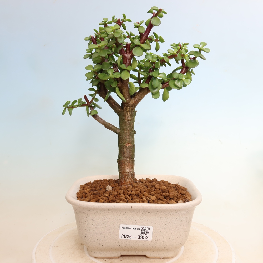 Kamerbonsai - Portulakaria Afra - Tlustice