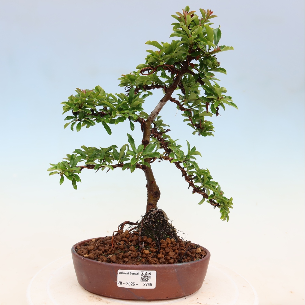 Buitenbonsai - Pyracantha teton - Vuurdoorn