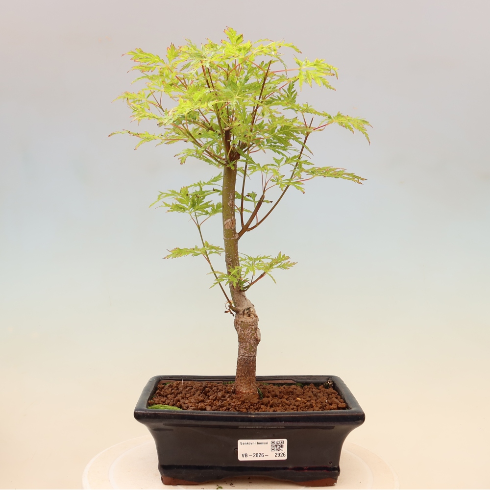Bonsai voor buiten - Acer palmatum Dissectum