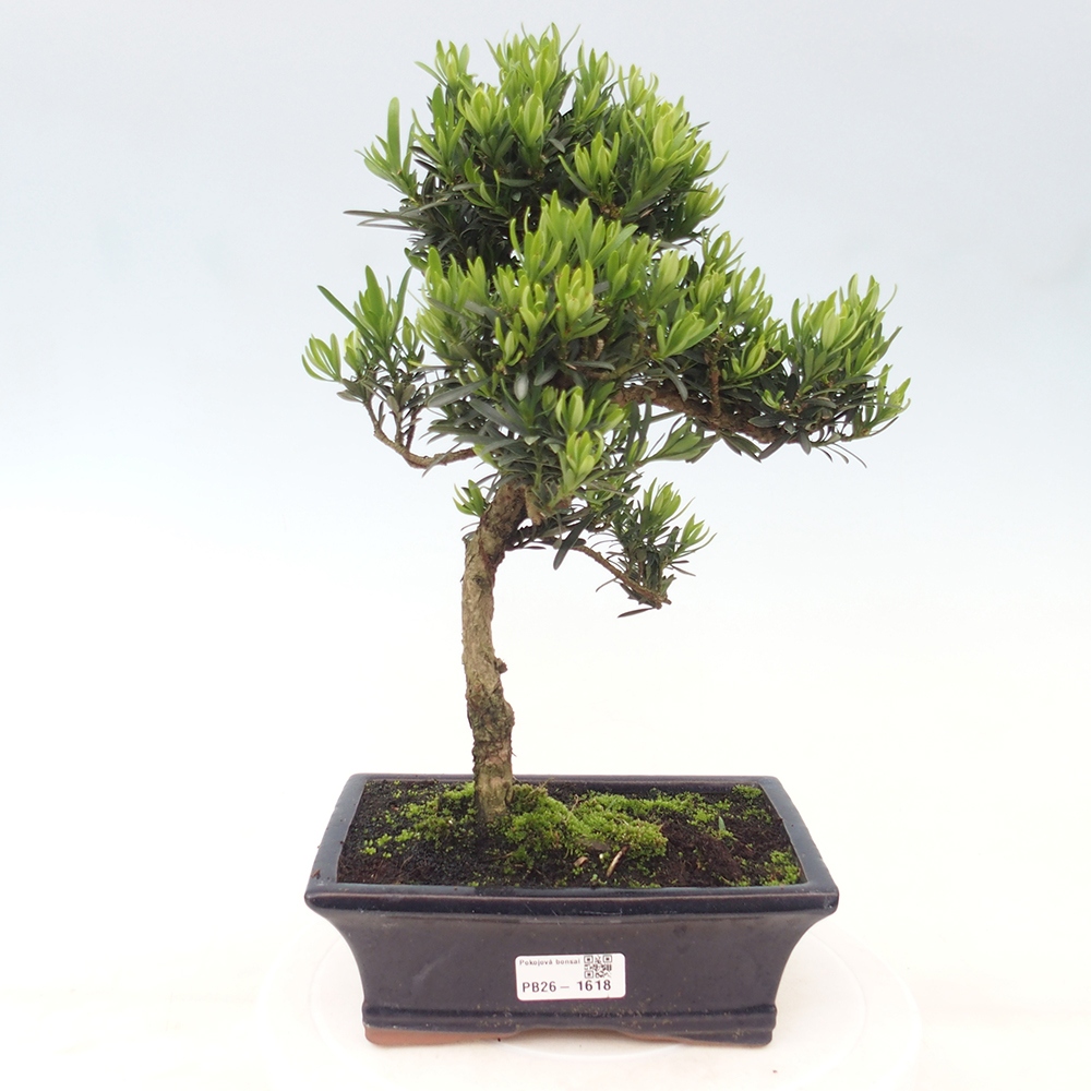 Kamerbonsai - Podocarpus - Taxus