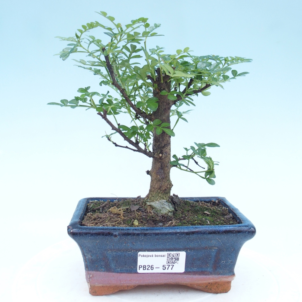 Kamerbonsai - Zantoxylum piperitum - peperboom