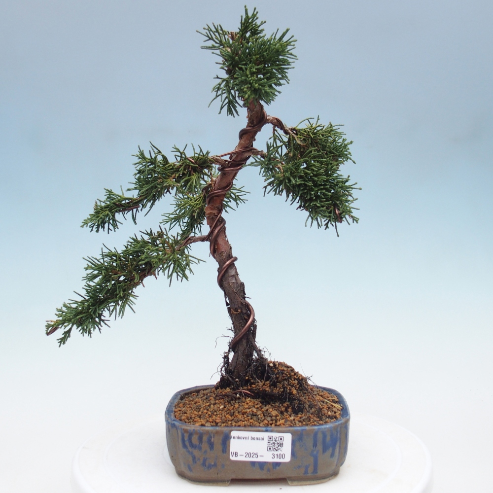 Bonsai voor buiten - Juniperus chinensis Kishu