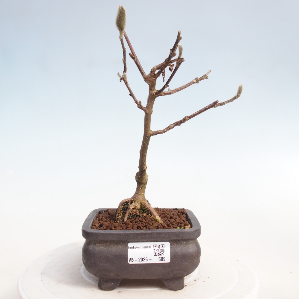 Bonsai voor buiten - Magnolia stellata