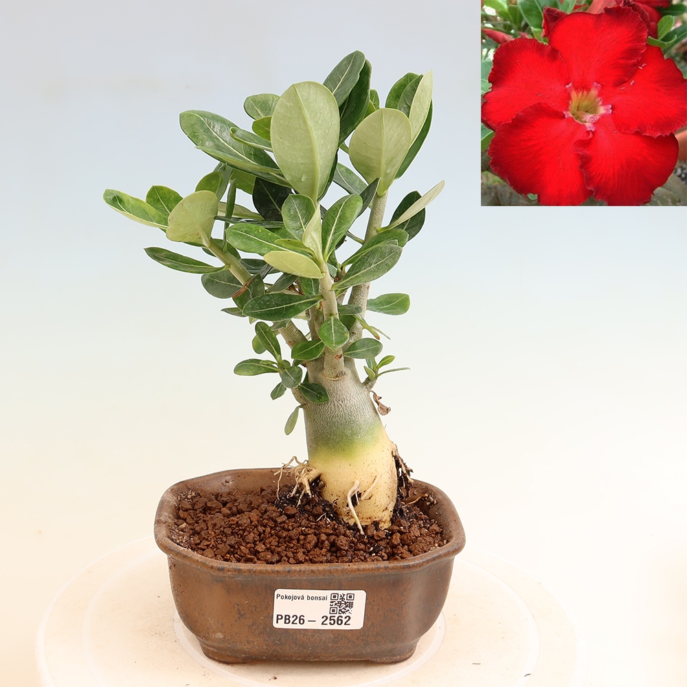 Kamerbonsai - Adenium obesum Red Star - Woestijnroos